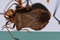 Coreus marginatus