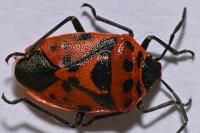 Eurydema ornata