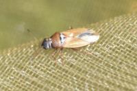 Cymus melanocephalus