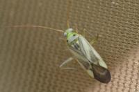 Adelphocoris lineolatus