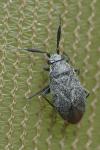 Heterocordylus genistae