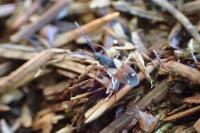 Eremocoris abietis
