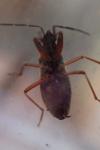 Eremocoris abietis