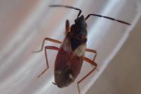 Eremocoris abietis