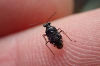 Chartoscirta cincta