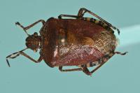 Dolycoris baccarum
