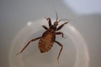 Reduvius personatus