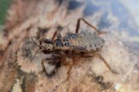 Reduvius personatus