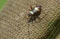 Closterotomus biclavatus