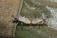 Dicranocephalus albipes