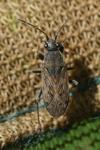 Peritrechus gracilicornis