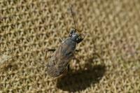 Peritrechus gracilicornis