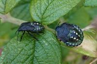 Nezara viridula