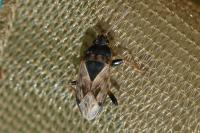 Trapezonotus ullrichi