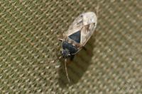 Trapezonotus ullrichi