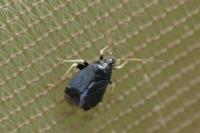 Criocoris crassicornis
