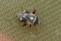 Polymerus