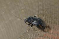 Criocoris crassicornis