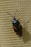 Deraeocoris ruber