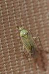 Plagiognathus chrysanthemi