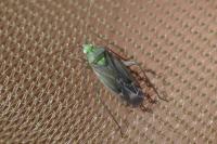 Macrotylus solitarius