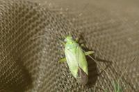 Closterotomus norwegicus