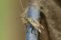 Adelphocoris lineolatus