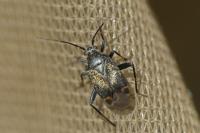 Polymerus nigrita