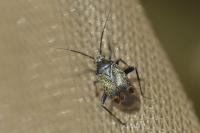 Polymerus nigrita