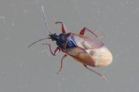 Gastrodes abietum