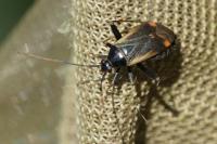 Adelphocoris seticornis