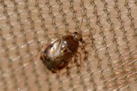 Deraeocoris lutescens
