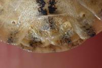 Eurygaster maura