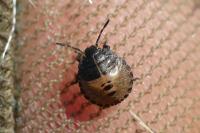 Eurygaster testudinaria