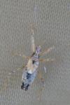 Himacerus apterus