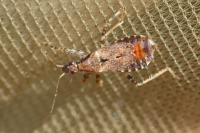 Himacerus mirmicoides