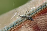 Phytocoris tiliae