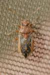 Rhopalus parumpunctatus