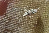 Phytocoris tiliae
