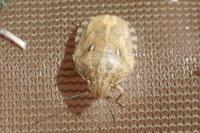 Eurygaster maura