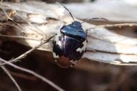 Tritomegas bicolor
