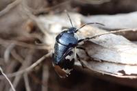 Tritomegas bicolor