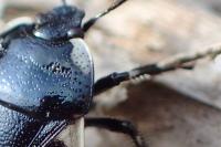 Tritomegas bicolor
