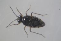 Chartoscirta cincta