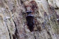 Chartoscirta cincta