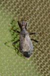 Himacerus mirmicoides