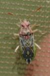 Rhopalus parumpunctatus