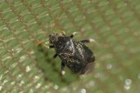 Criocoris crassicornis