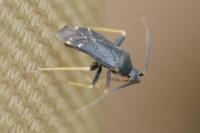Criocoris crassicornis