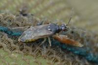 Dicyphus globulifer